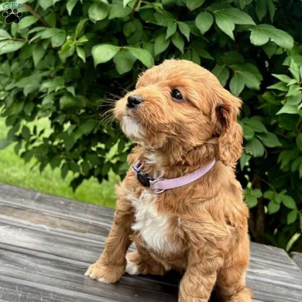 Miss Purple, Mini Goldendoodle Puppy